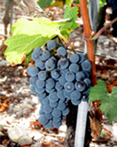 Cabernet Franc